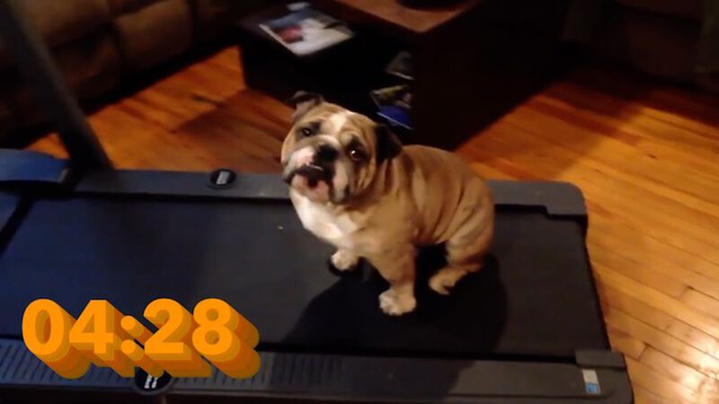 Cuteness Overload! 5-Minute Puppy Countdown